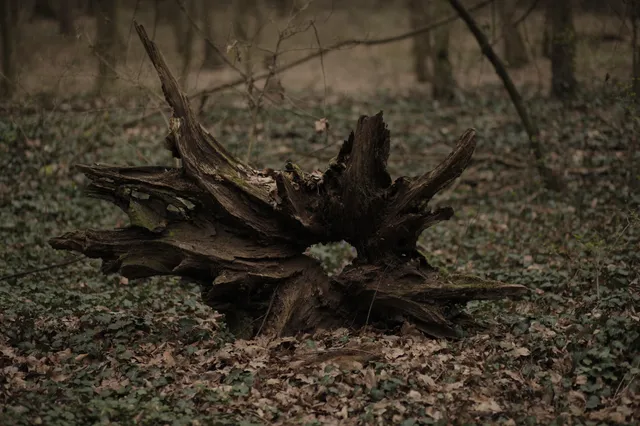 ecoSFera – colecție de fotografii 